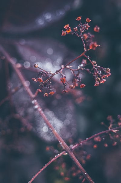 Red and white bud
